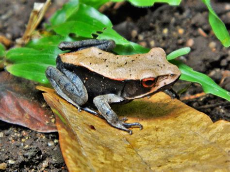 In addition, invasive, native and endangered species. Bicolored frog - Wikipedia