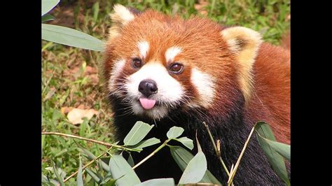 Funny Red Panda Compilation Cute Animals And Pets For