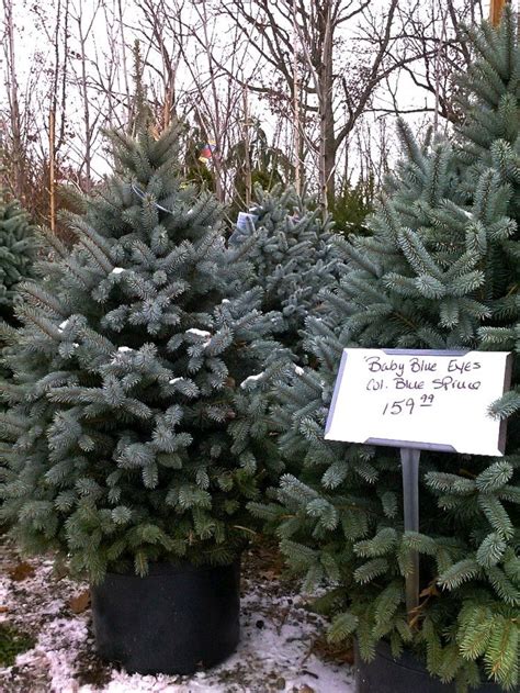 Check spelling or type a new query. DIY: Plant Your Christmas Tree in the Garden - Gardenista ...