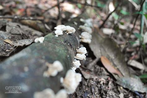 At about 2.15 p.m , we gathered at hutan simpan ayer hitam , puchong. Kembara Sang Kancil: Hutan Simpan Ayer Hitam, Puchong (25 ...