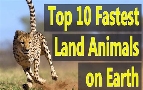 Fastest Land Animals In The World The List Of Top 10 Storytimes
