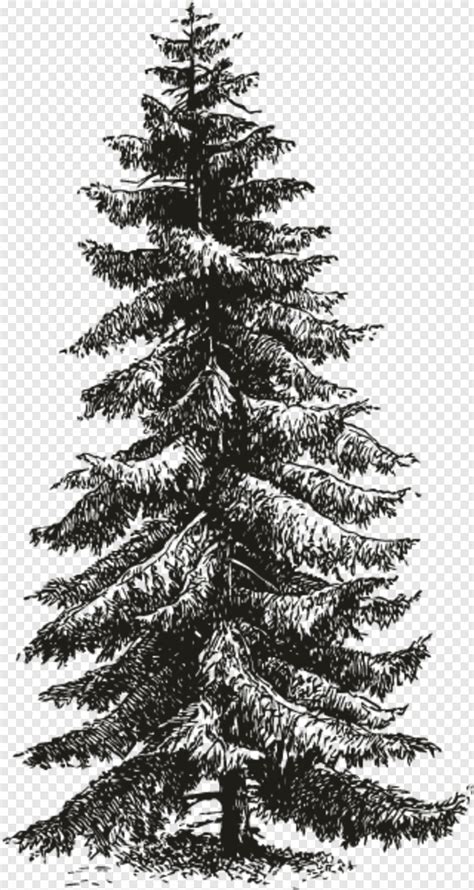 Pine Tree Branch Christmas Tree Vector Pine Tree Silhouette Tree