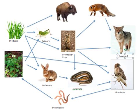 Food Chain And Food Web Temperate Grasslands