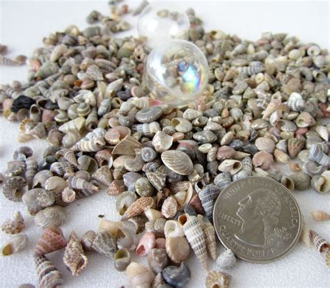Beach Decor Extra Tiny Mix Seashells Nautical Decor Small Shell Mix