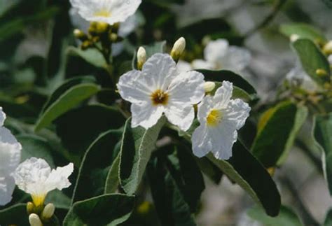 Aug 22, 1997 · mature olive trees produce huge numbers of flowers, but the fruit set is normally below 5% (lavee 1986; Wild Olive - Tree selection - Landscape plants - Edward F ...