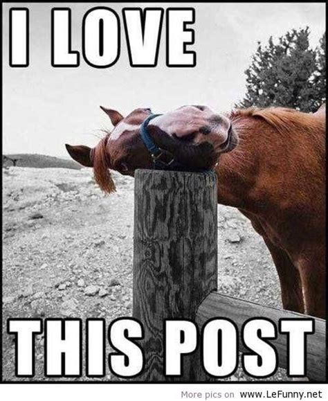 Pin By Rose Smith On Jus Horsing Around Lol Funny Horses Funny