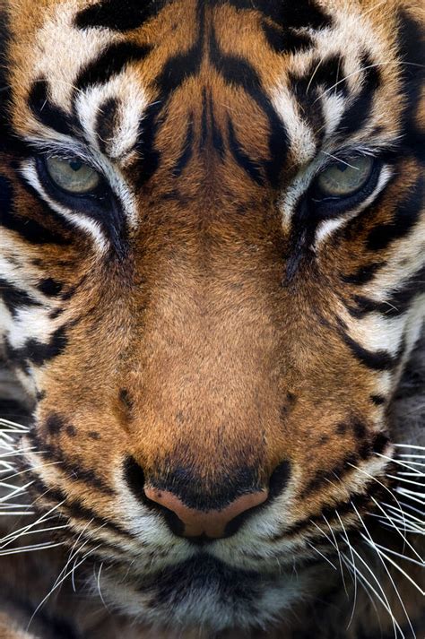 Tiger Pictures Close Up Portraits Sumatran Tiger