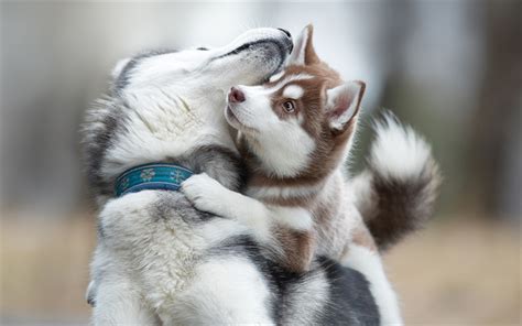 Download Wallpapers Husky Mom And Cub Cute Dogs Pets Brown Husky