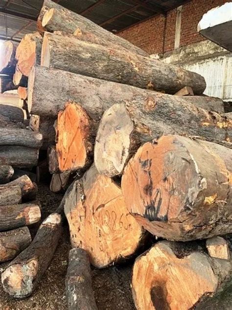 Sagwan Wood Log At Rs 1200cubic Feet Wooden Log In Nichlaul Id 26951347133