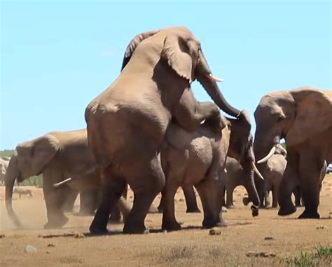 Amazing And Rare Video Of A Couple Of Elephants Mating Right Next To