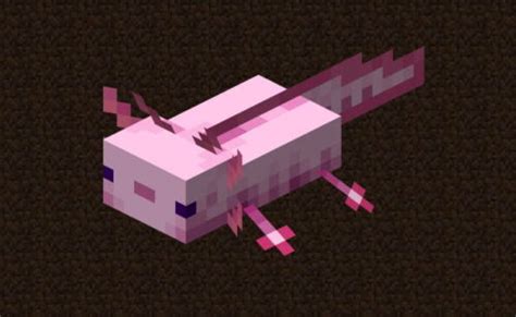 How To Tame Axolotls In Minecraft Touch Tap Play