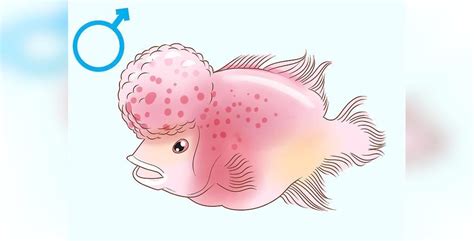 تشخیص جنسیت ماهی آموزش تصویری روش تشخیص جنسیت انواع ماهی ها