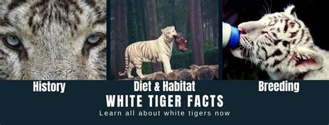 White Tiger Facts For Kids All About White Tiger