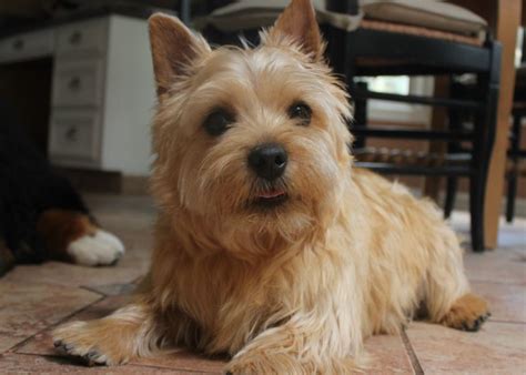 Your veterinarian will be able to. Watermark Norwich Terriers at Deep Run Farm