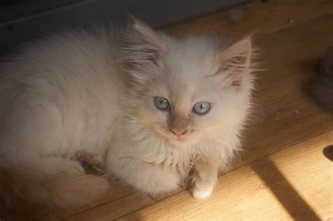 Rare Pedigree Flame Point Female Ragdoll Kitten Lewes