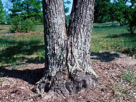 Why Trees Fall Tree Topics