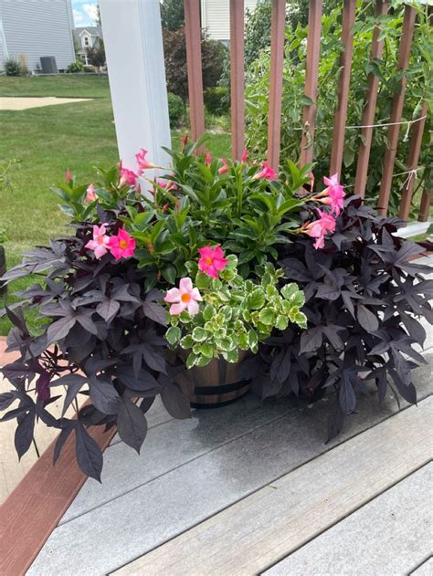 A Potted Plant Sitting On Top Of A Wooden Deck