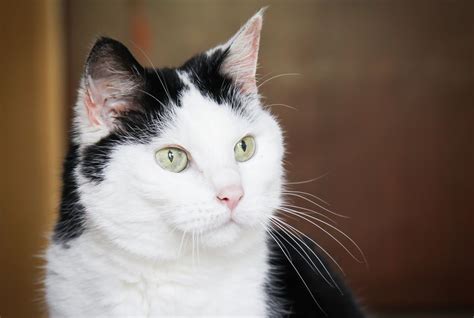 Check our calculator at the bottom of the page and find out your cat's age in human years at a glance. New Additions to the Cat-to-Human Age Chart