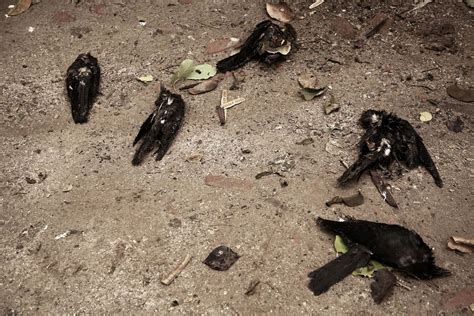 Bird Flu Scare In Delhi Over One Hundred Crows Identified Dead Samples Sent For Testing Thespuzz