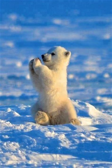 Praying Baby Polar Bear Pictures Photos And Images For Facebook