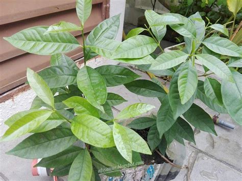 Nursery exoticmatahari trading alamat :jalan kuantan bypas (bukit banyak pokok yang kita tanam sekeliling rumah sebagai pokok bunga atau pokok ulam dah. Afsyanur.com: POKOK SERAI KAYU