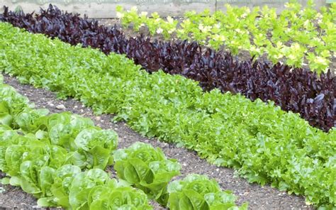 Read tips on how to stop your dog attacking and killing birds. How to Keep Birds Away from Your Fruit and Vegetable Patch ...