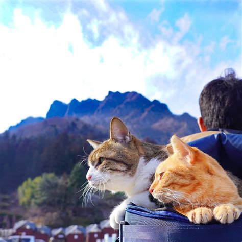 Cats Travel
