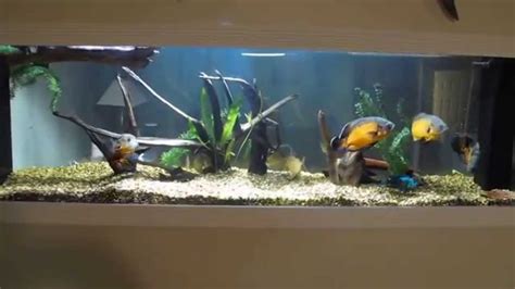 Monster 250 Gallon Aquarium Built Into Basement Wall With Oscars Youtube