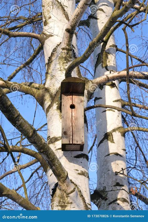 Birdhouse On A Birch Tree Stock Photo Image Of Natural 173070826