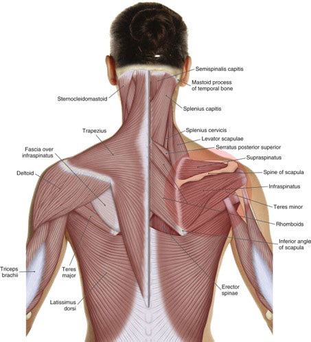 Human muscle system, the muscles of the human body that work the skeletal system, that are under voluntary control, and that are concerned with movement, posture, and balance. What are the causes of rotator cuff pathology?