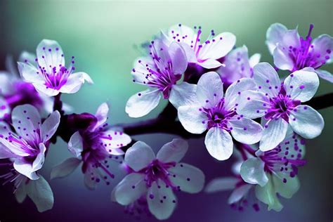 Floral Blooming Spring Purple Flowers On Tree Canvas Wall Art Picture