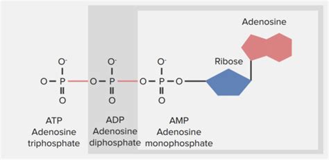 Adenosine triphosphate (atp) is considered by biologists to be the energy currency of life. Adenosine Triphosphate (ATP) - Definition and Synthesis