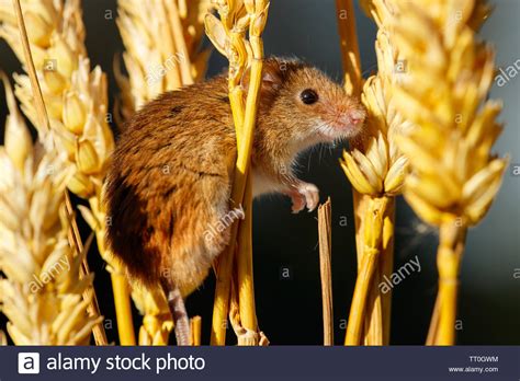 The Field Or Wood Mouse Apodemus Sylvaticus Stock Photo Alamy