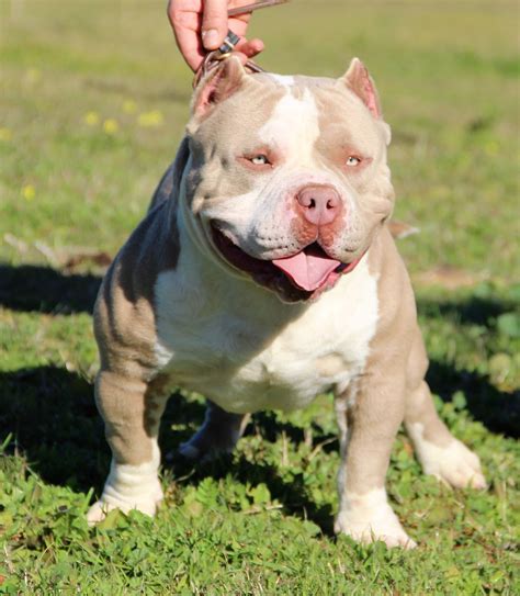 Pictures updated on july 4th 2021. American bully - Wikipedia, la enciclopedia libre