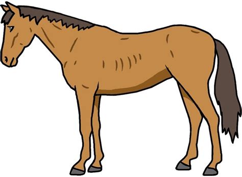 Ab wann ist ein pferd alt? Wann ist ein Pferd zu dünn?