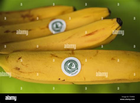 Rainforest Alliance Certified Banana Fotografías E Imágenes De Alta Resolución Alamy