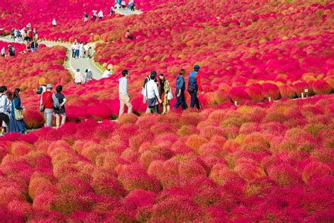 Exploring Hitachi Seaside Parks Stunning Flower Fields