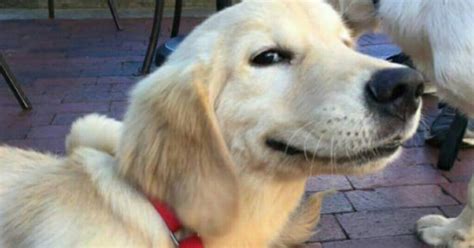 If you're looking for more, check out. 16 Doggo Memes That Are for Good Boys Only - I Can Has ...