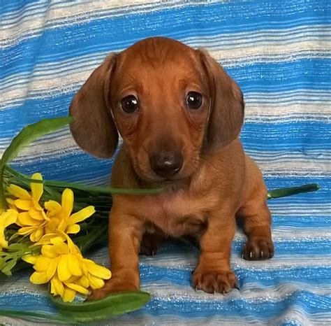 Mini Dachshund Puppies Ct Kc Reg Miniature Dachshund Puppies