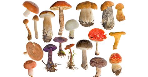 Poisonous Mushrooms You Should Stay Away From