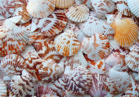 Scallop Seashells For Sale