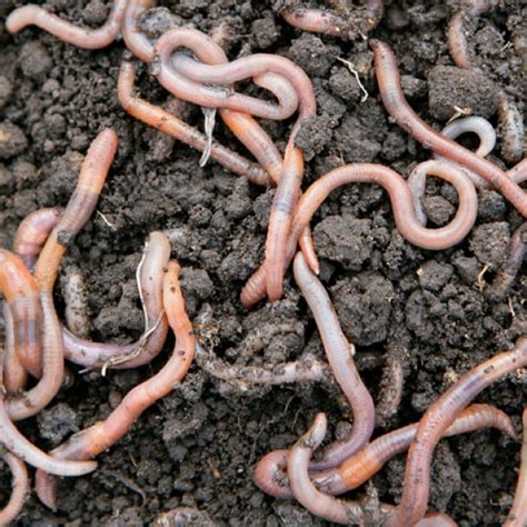 All About Worms For Vermicomposting And Other Fasinating Facts