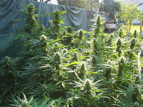 Dictionary and how to use dictionaries. Best Nutrients for Flowering Cannabis Outdoors - Learn ...