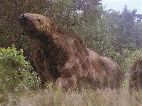 Giant Ground Sloth Megatherium Facts Habitat Diet Fossils Pictures