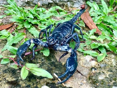 Giant Blue Scorpion From 60000 Kuala Lumpur Kl My On July 15 2017