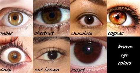 Which Is The Most Common Shade Of Brown Eyes Girlsaskguys