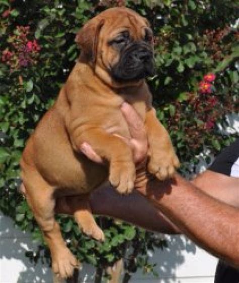 Bullmastiffs are confident and loyal guard dogs that form strong family bonds. Pretty Bullmastiff Puppies For Sale - Dogs & Puppies ...