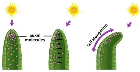 Using The Plant Hormone Auxin To Manipulate Plant Growth In Space