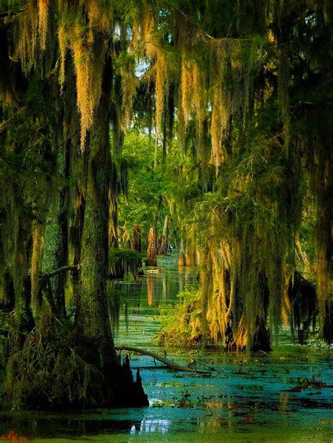 Swamp Curtains Photo Amazing Nature Wonderful Places Beautiful