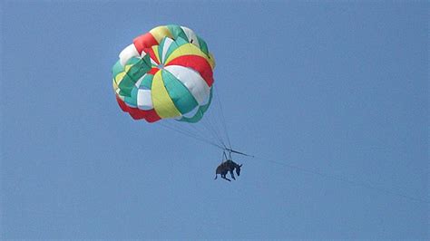 Parasailing Donkeys ‘not Injured But Mental State Unclear